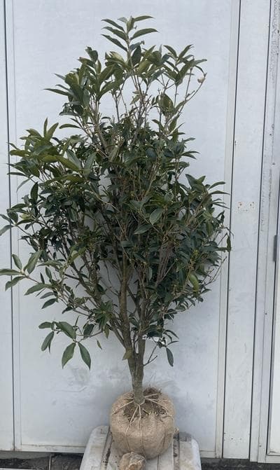 《現品》四季咲きモクセイ　樹高1.3ｍ（根鉢含まず）56【白花/苗木/植木】