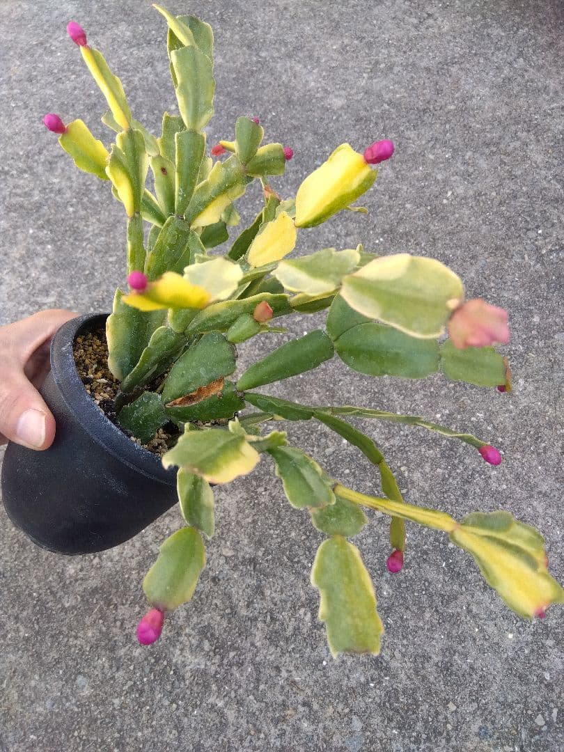 シャコバサボテン　斑入り　3.5号鉢つき　4株群生❗　か