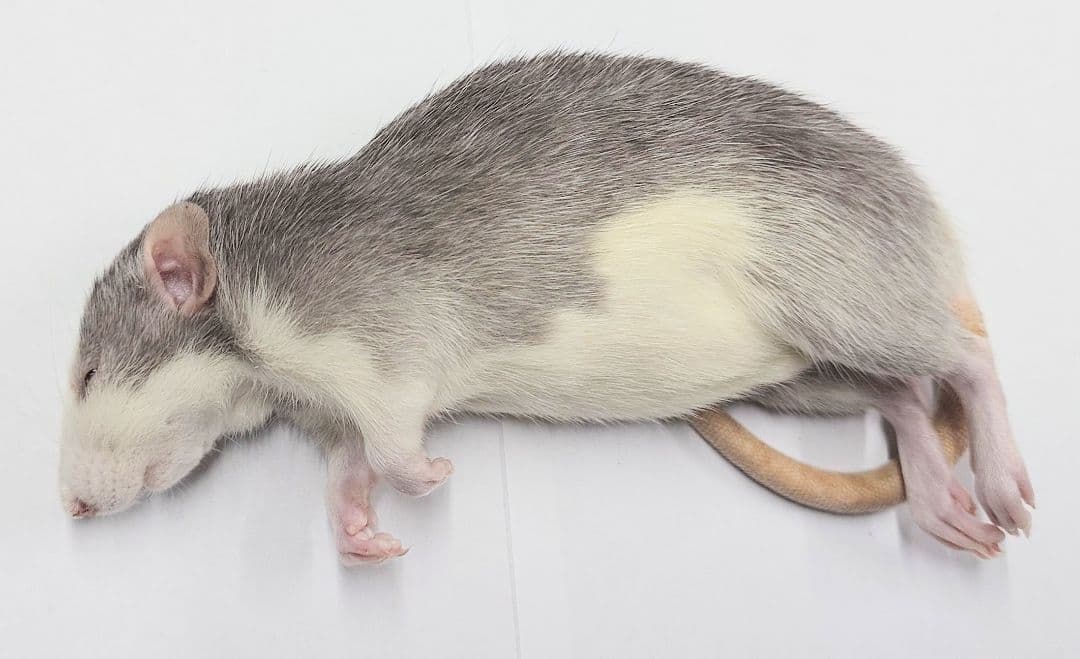 冷凍ラット 30匹 70~85g