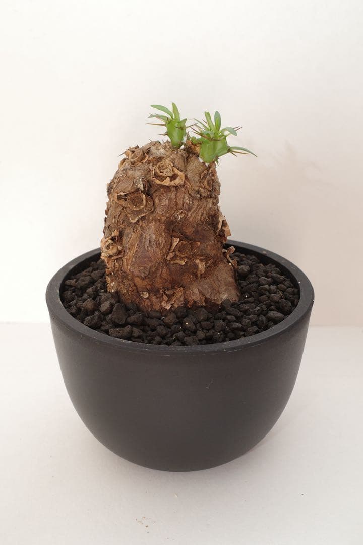 ユーフォルビア ムランジーナ 現地球 発根済 手乗りサイズ