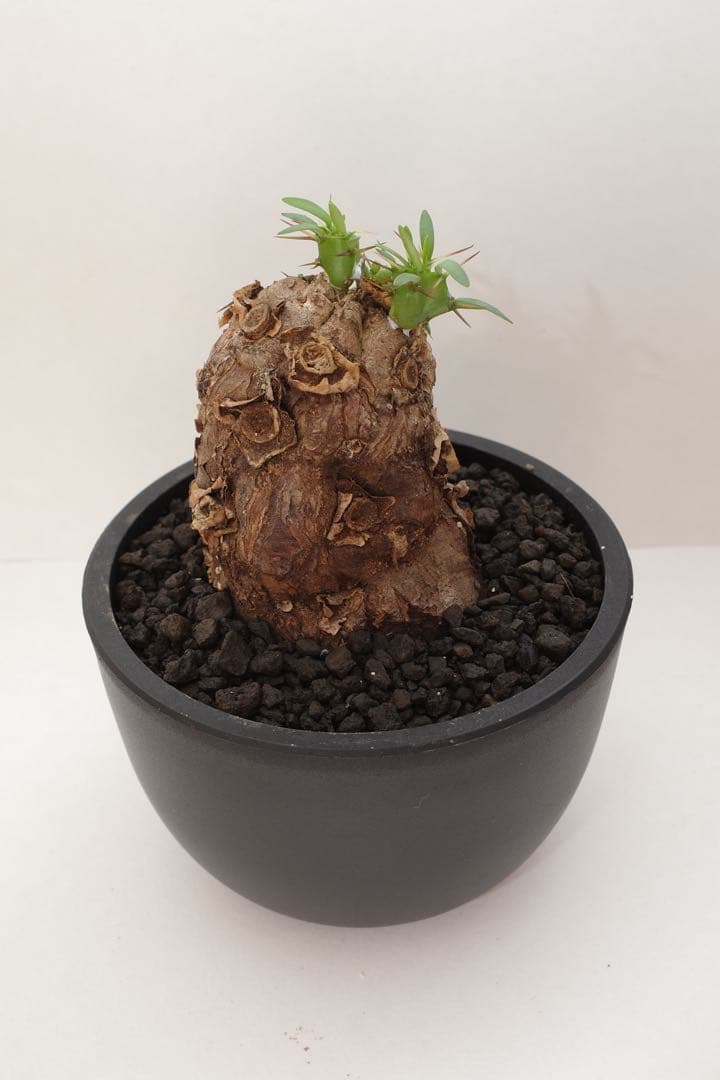 ユーフォルビア ムランジーナ 現地球 発根済 手乗りサイズ