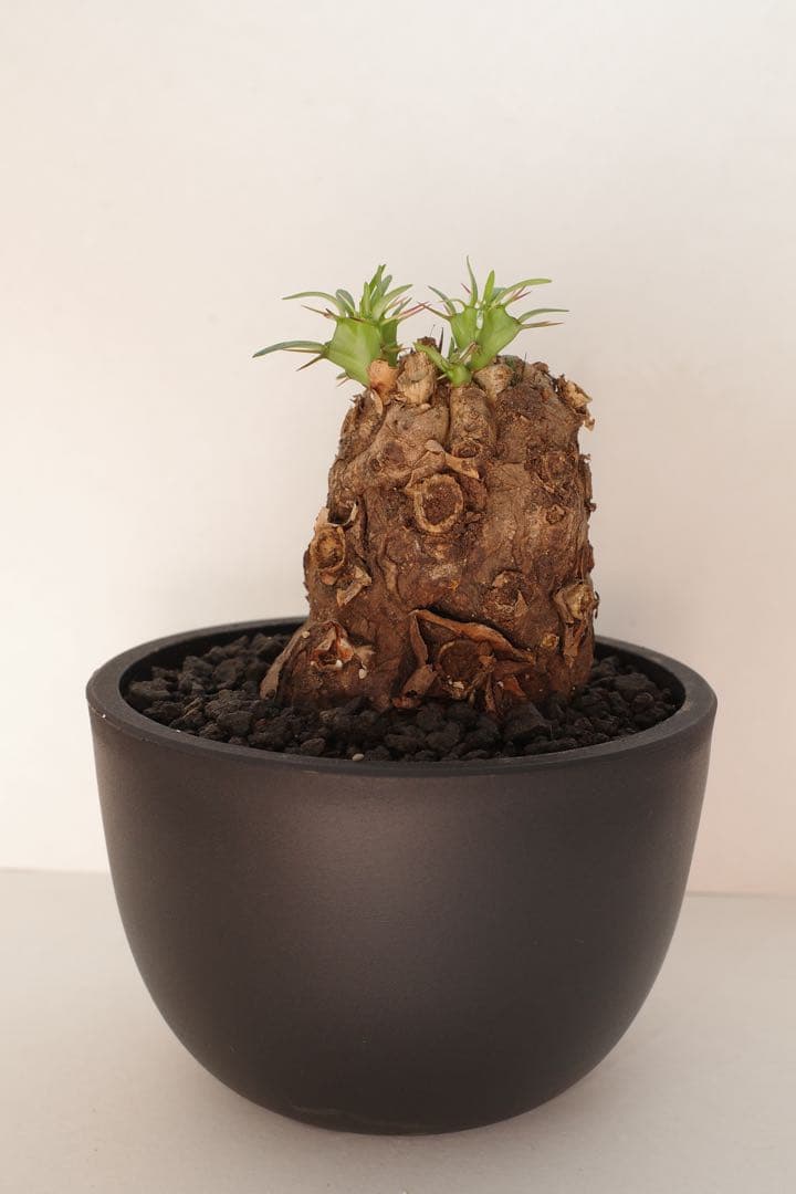 ユーフォルビア ムランジーナ 現地球 発根済 手乗りサイズ