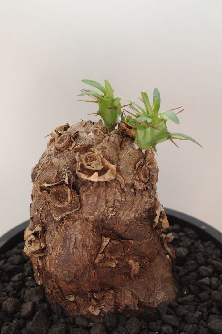 ユーフォルビア ムランジーナ 現地球 発根済 手乗りサイズ