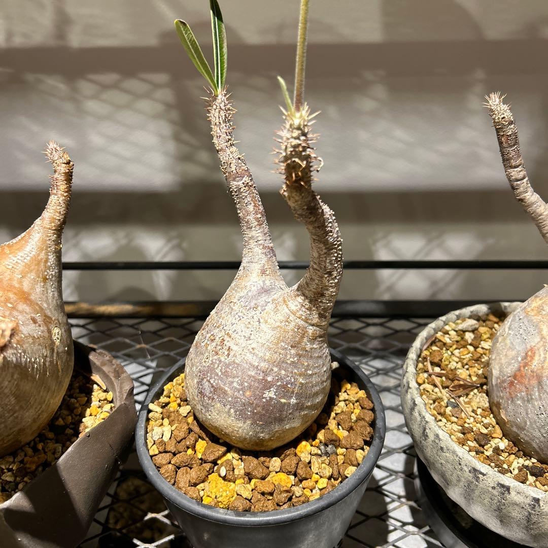 Pachypodium gracilis - 現地球　発根済み