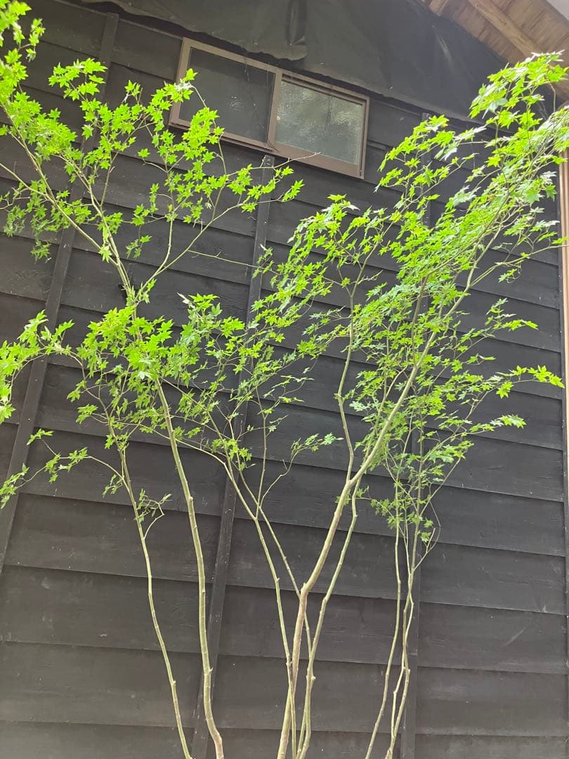 キメラ　70 山採り　ヤマモミジ