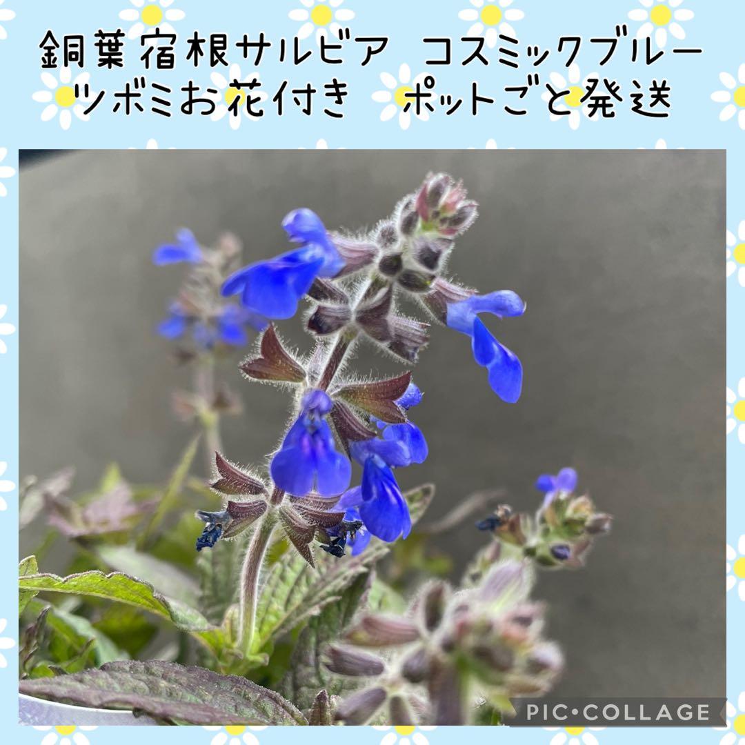 【花苗】銅葉宿根サルビア シナロエンシス コスミックブルー　ポットごと発送