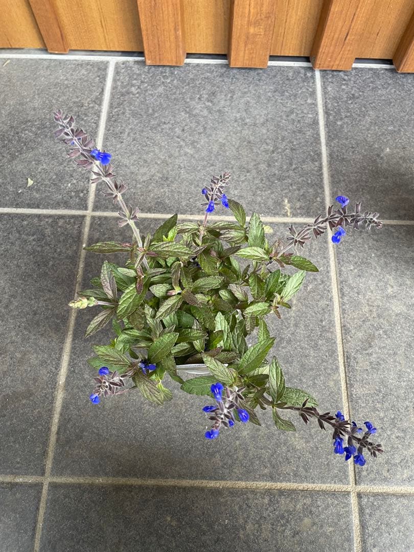 【花苗】銅葉宿根サルビア シナロエンシス コスミックブルー　ポットごと発送