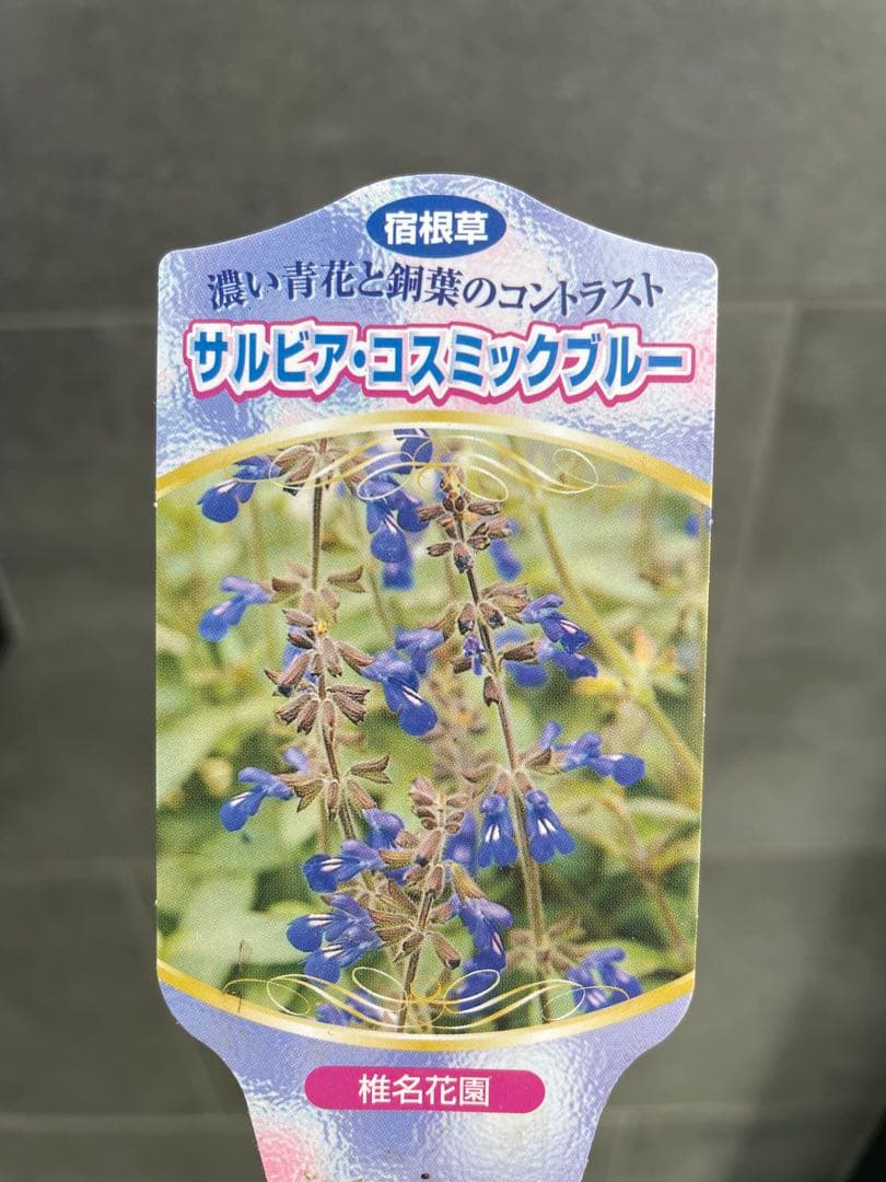 【花苗】銅葉宿根サルビア シナロエンシス コスミックブルー　ポットごと発送