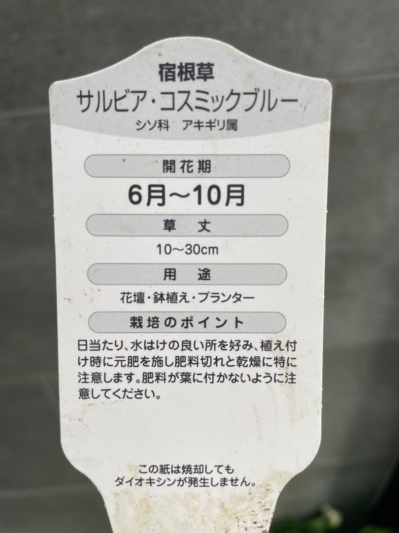 【花苗】銅葉宿根サルビア シナロエンシス コスミックブルー　ポットごと発送