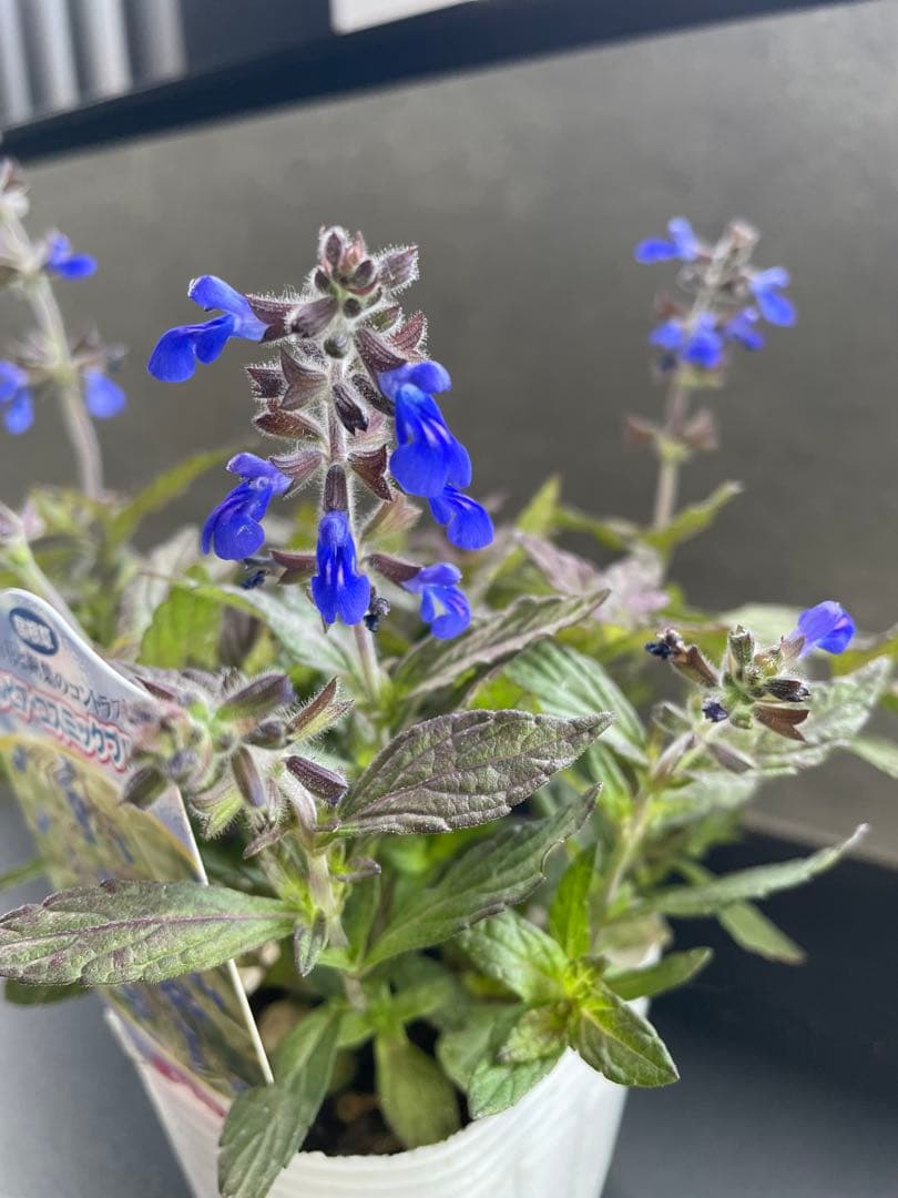 【花苗】銅葉宿根サルビア シナロエンシス コスミックブルー　ポットごと発送