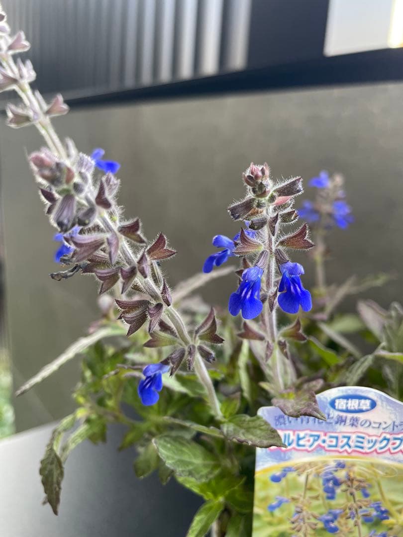 【花苗】銅葉宿根サルビア シナロエンシス コスミックブルー　ポットごと発送