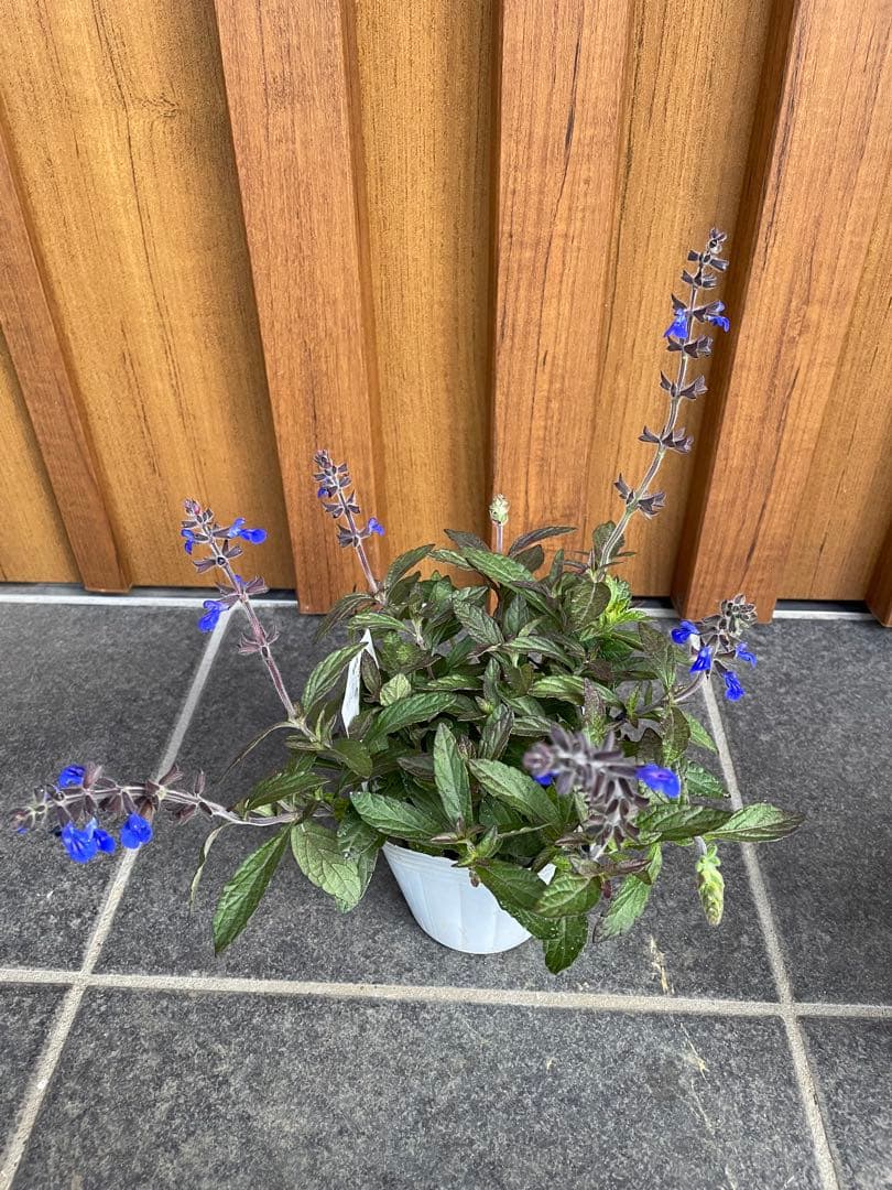 【花苗】銅葉宿根サルビア シナロエンシス コスミックブルー　ポットごと発送