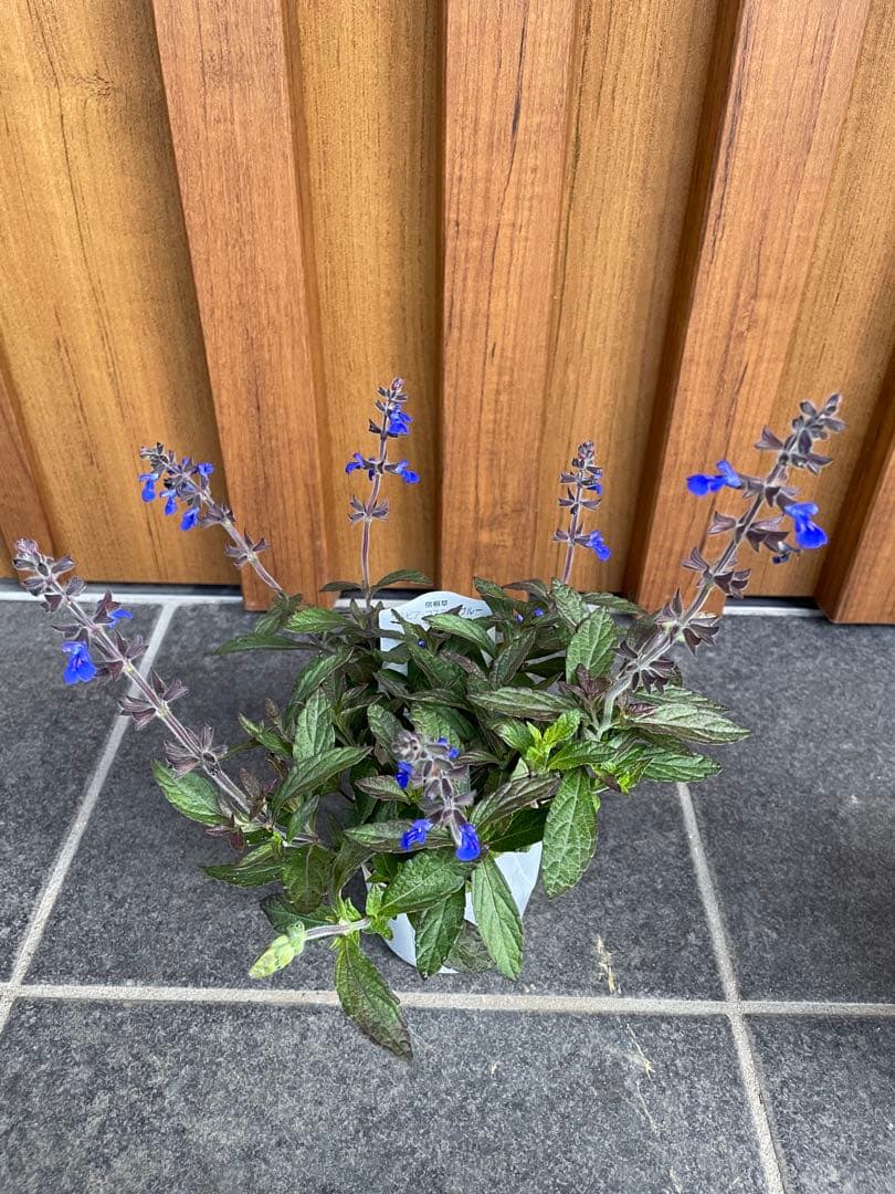 【花苗】銅葉宿根サルビア シナロエンシス コスミックブルー　ポットごと発送