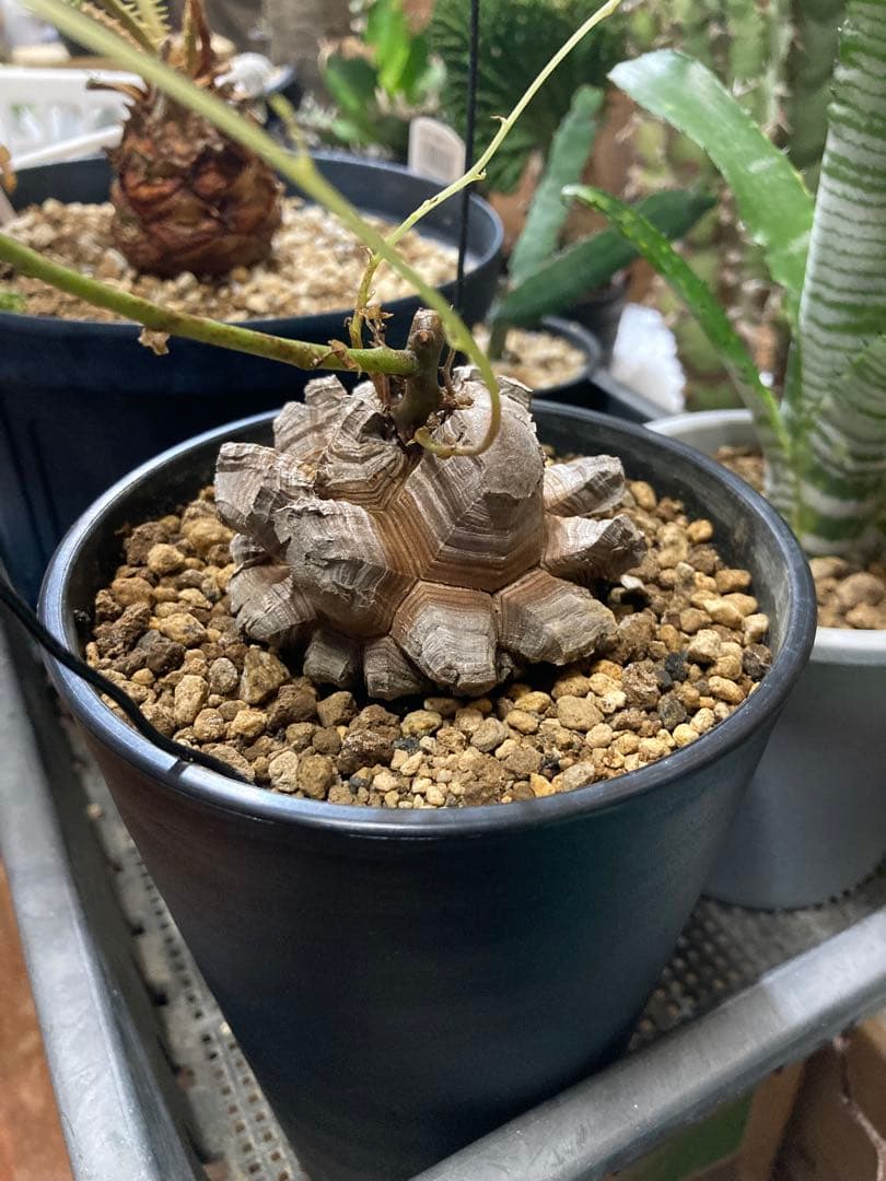 セ*ウ様 多肉植物　ディオスコレア　エレファンティペス　アフリカ亀甲竜　バキバキ