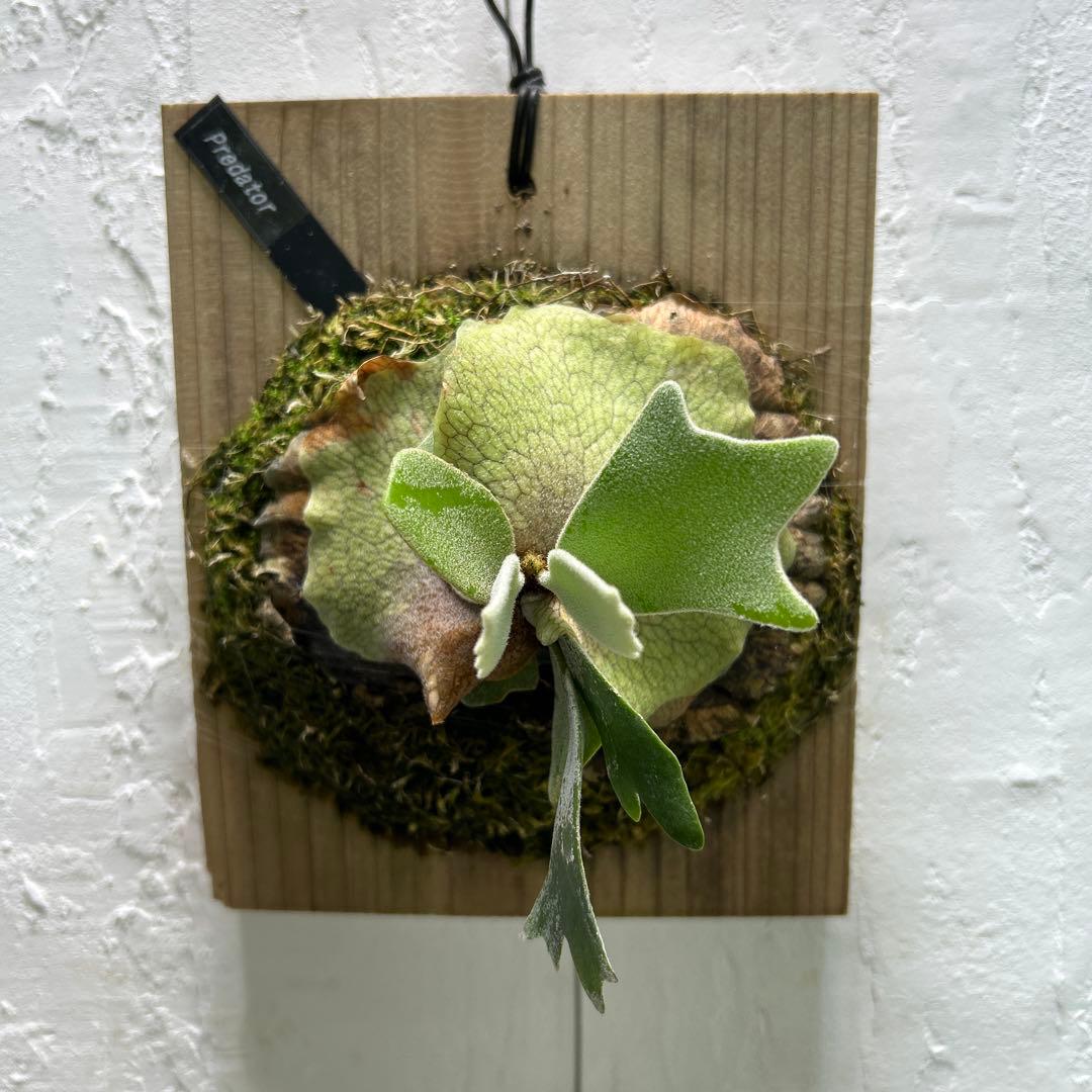 willinckii cv predator pup ビカクシダ