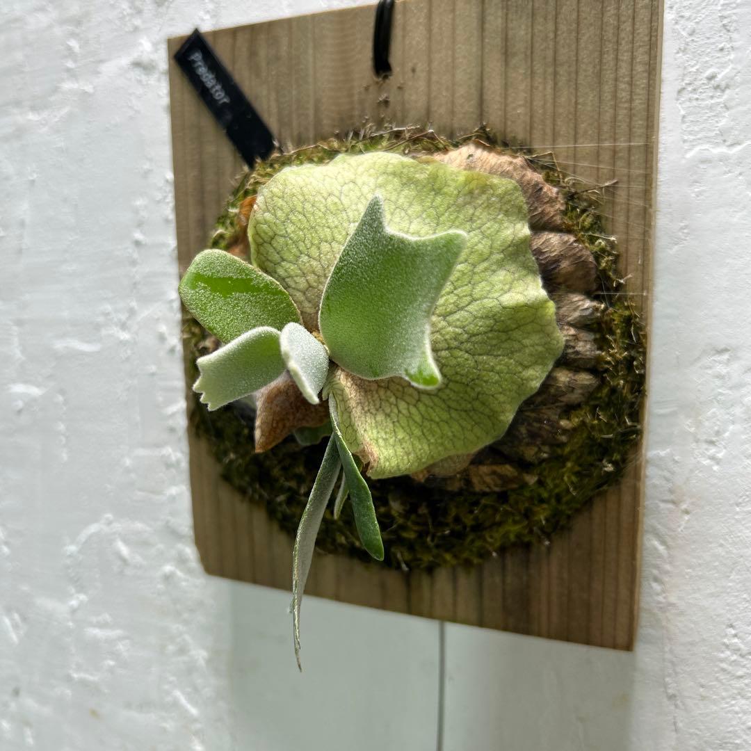 willinckii cv predator pup ビカクシダ