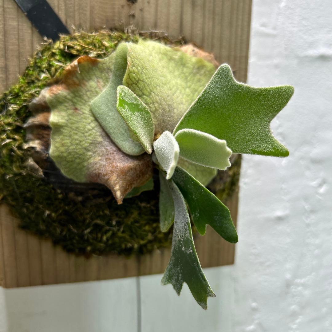 willinckii cv predator pup ビカクシダ