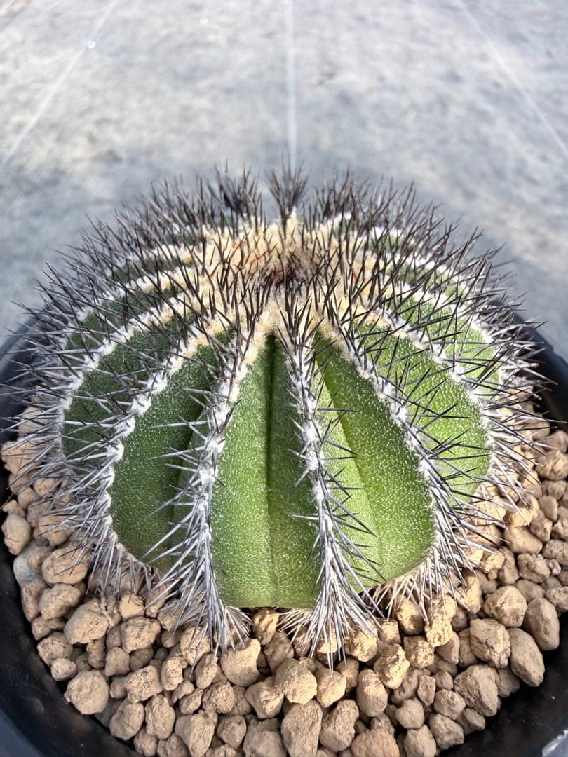 sunflower様おまとめ専用