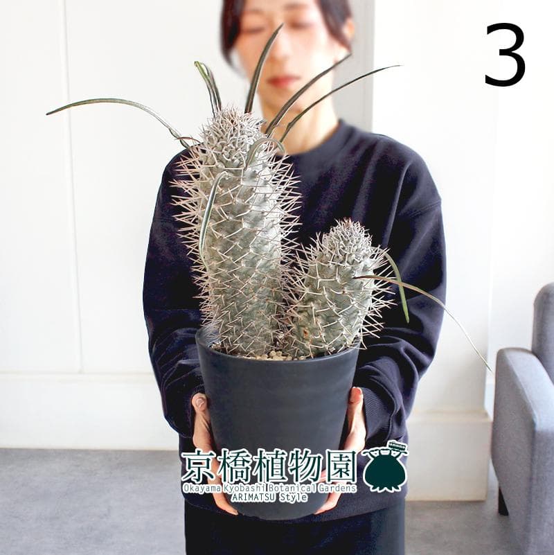 【現品】パキポディウム・ゲアイー　多頭　6号　黒鉢（3）