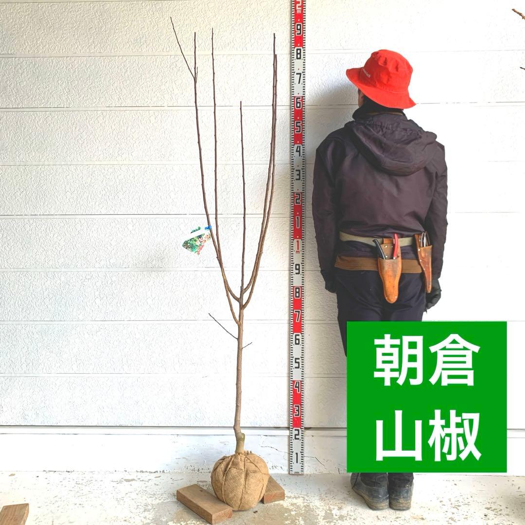 朝倉山椒　約180cm 根巻【サンショウ/実山椒/山椒/ハジカミ/木の実】41