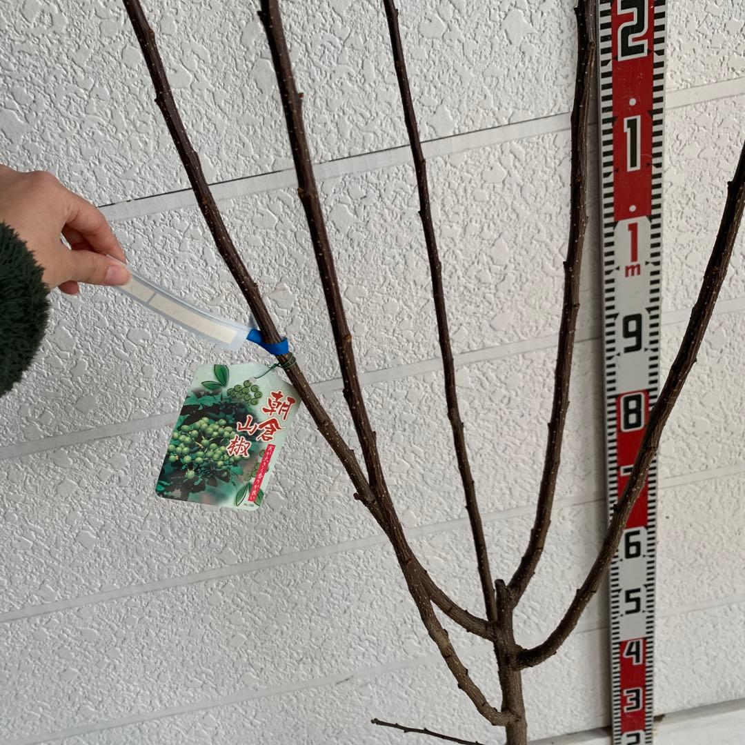 朝倉山椒　約180cm 根巻【サンショウ/実山椒/山椒/ハジカミ/木の実】41