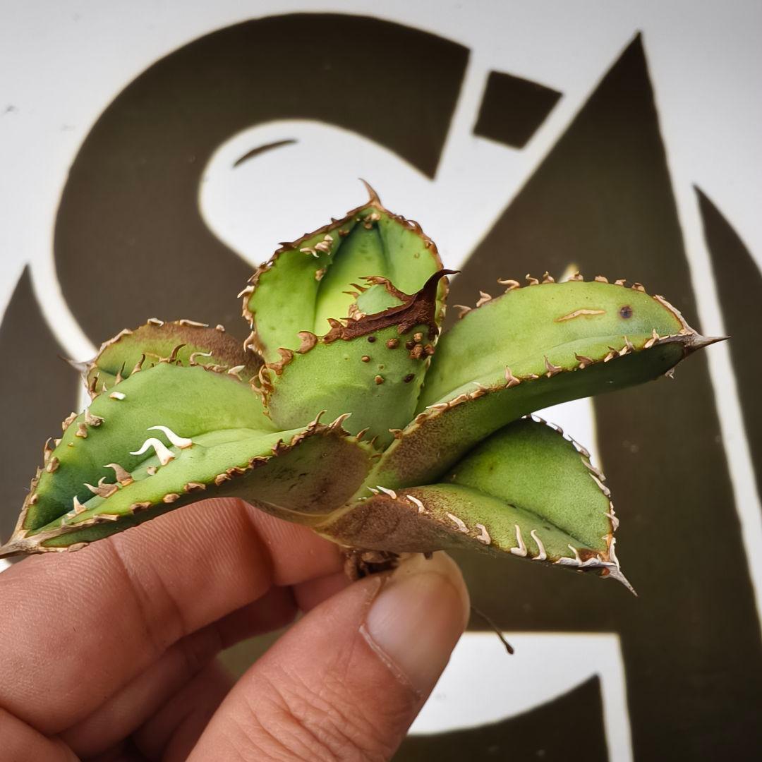 803【上澳園芸】 アガベ　agave チタノタ 鰐亀 優良血統