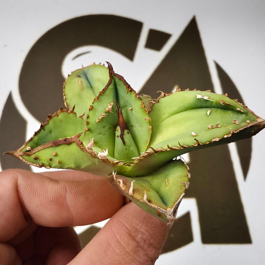 803【上澳園芸】 アガベ　agave チタノタ 鰐亀 優良血統