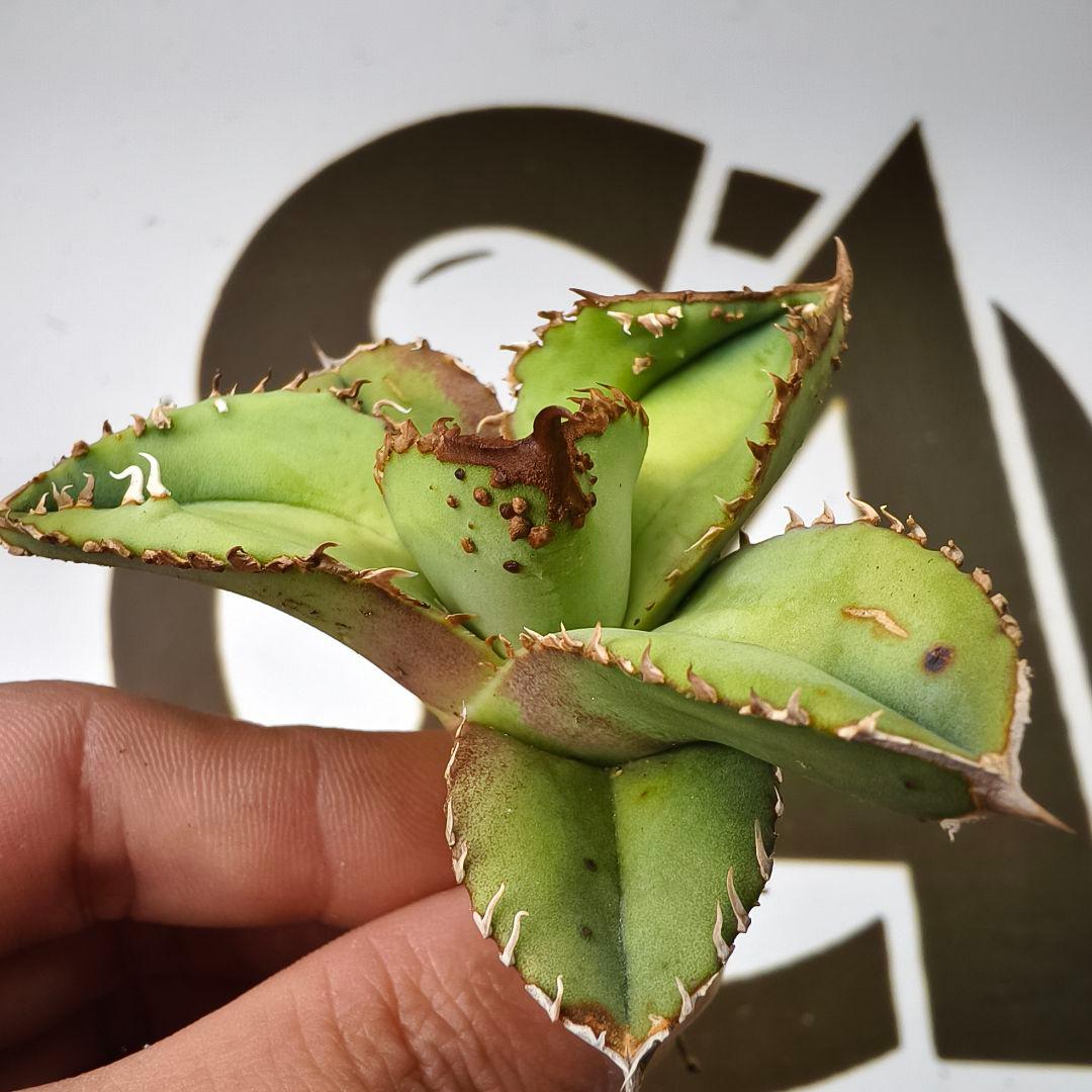 803【上澳園芸】 アガベ　agave チタノタ 鰐亀 優良血統