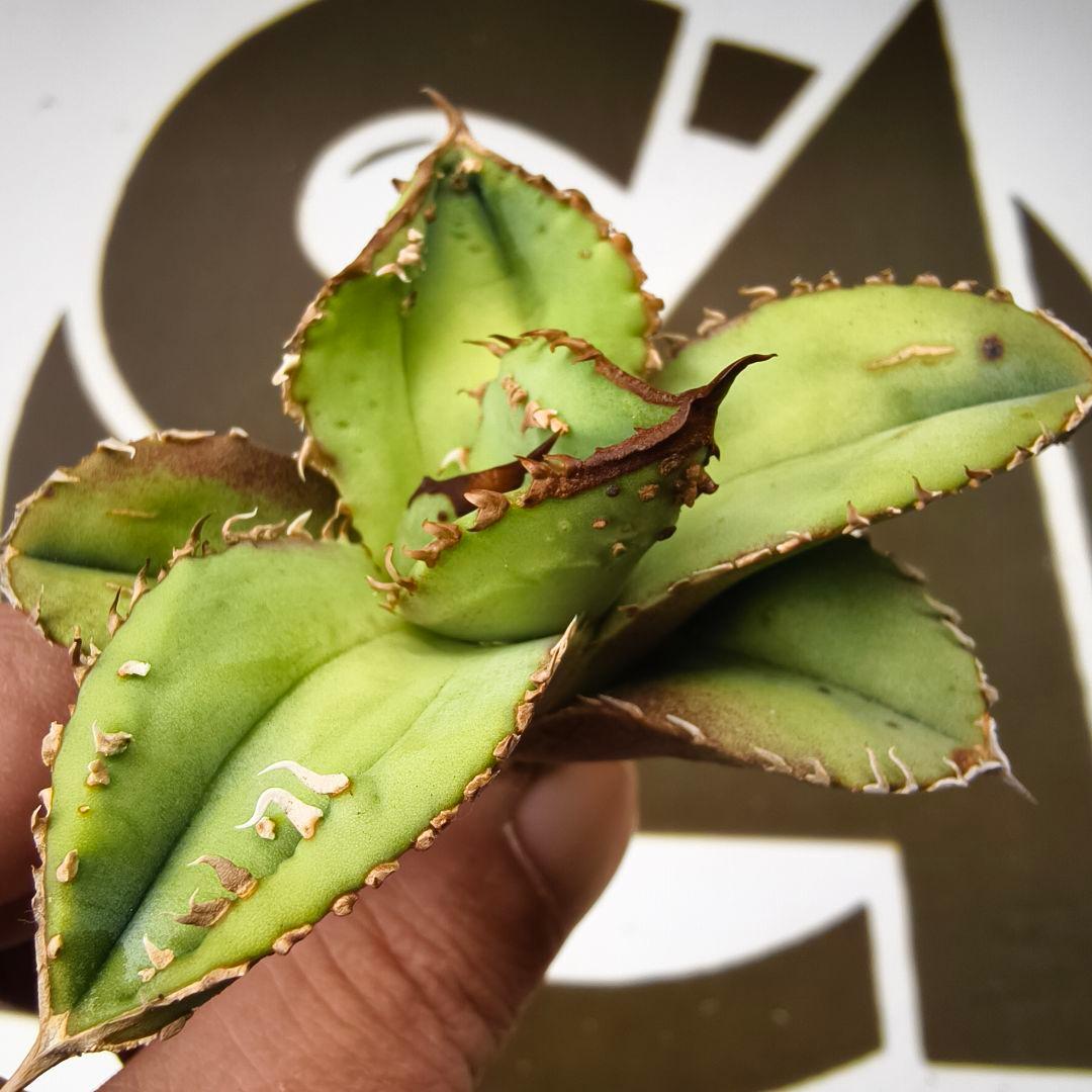 803【上澳園芸】 アガベ　agave チタノタ 鰐亀 優良血統