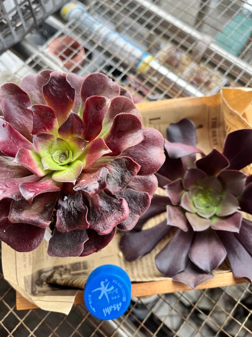 おとく　ご確認用