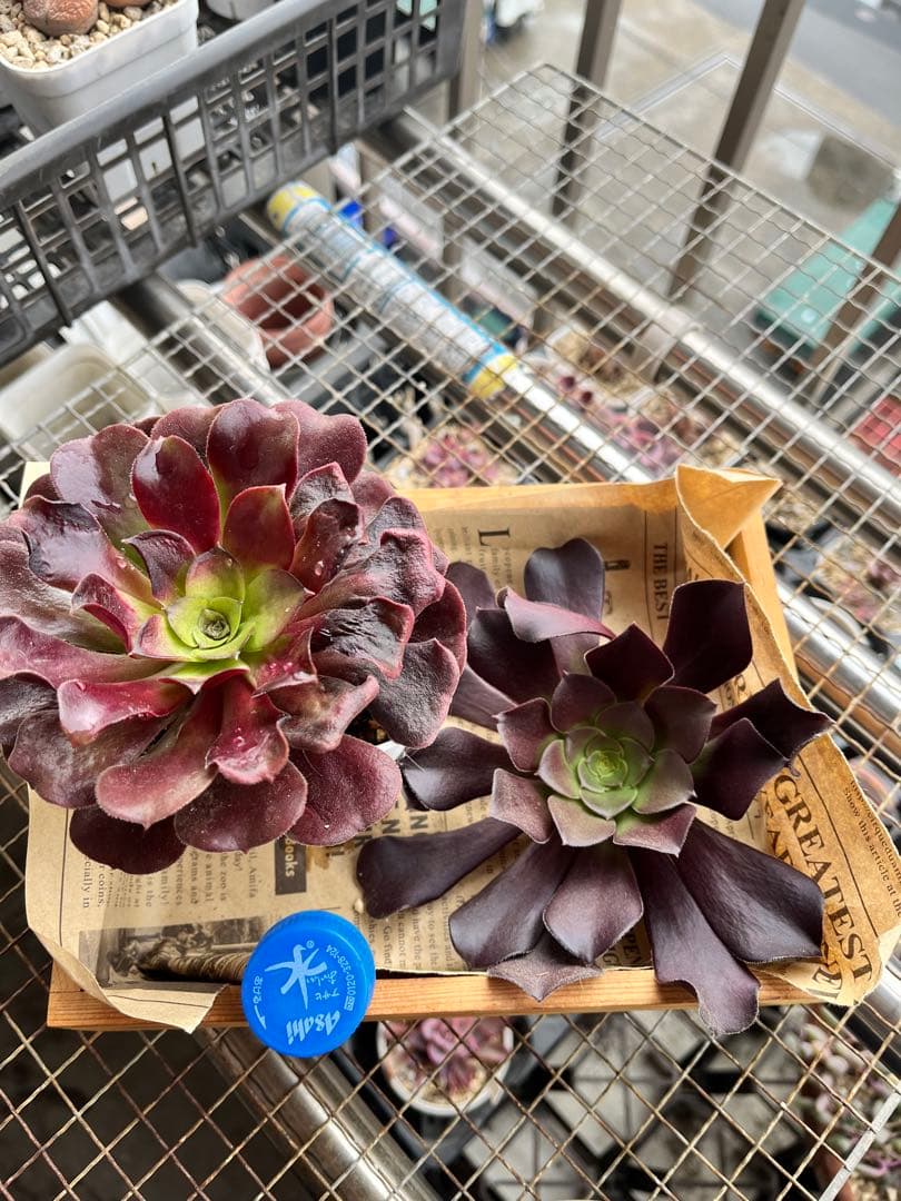 おとく　ご確認用