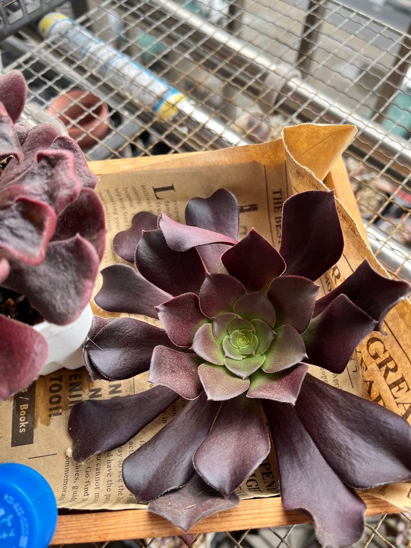 おとく　ご確認用