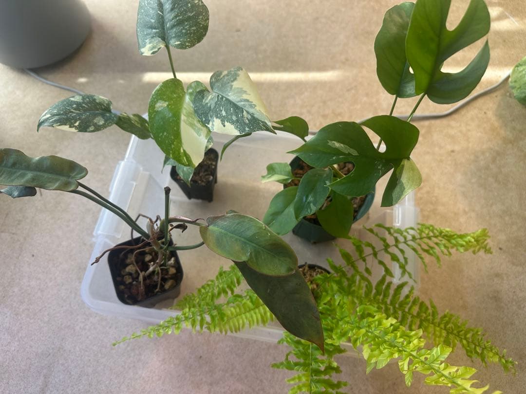 観葉植物セット
