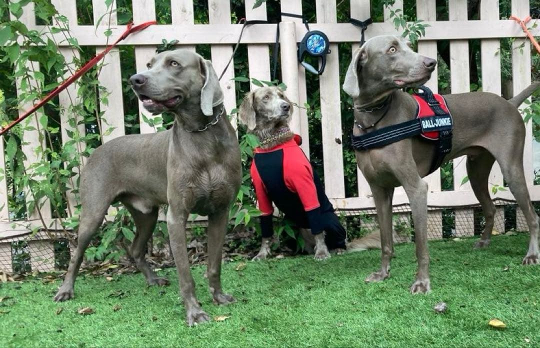 lihn0629,ALPHAICONダブルフルドックガードXL