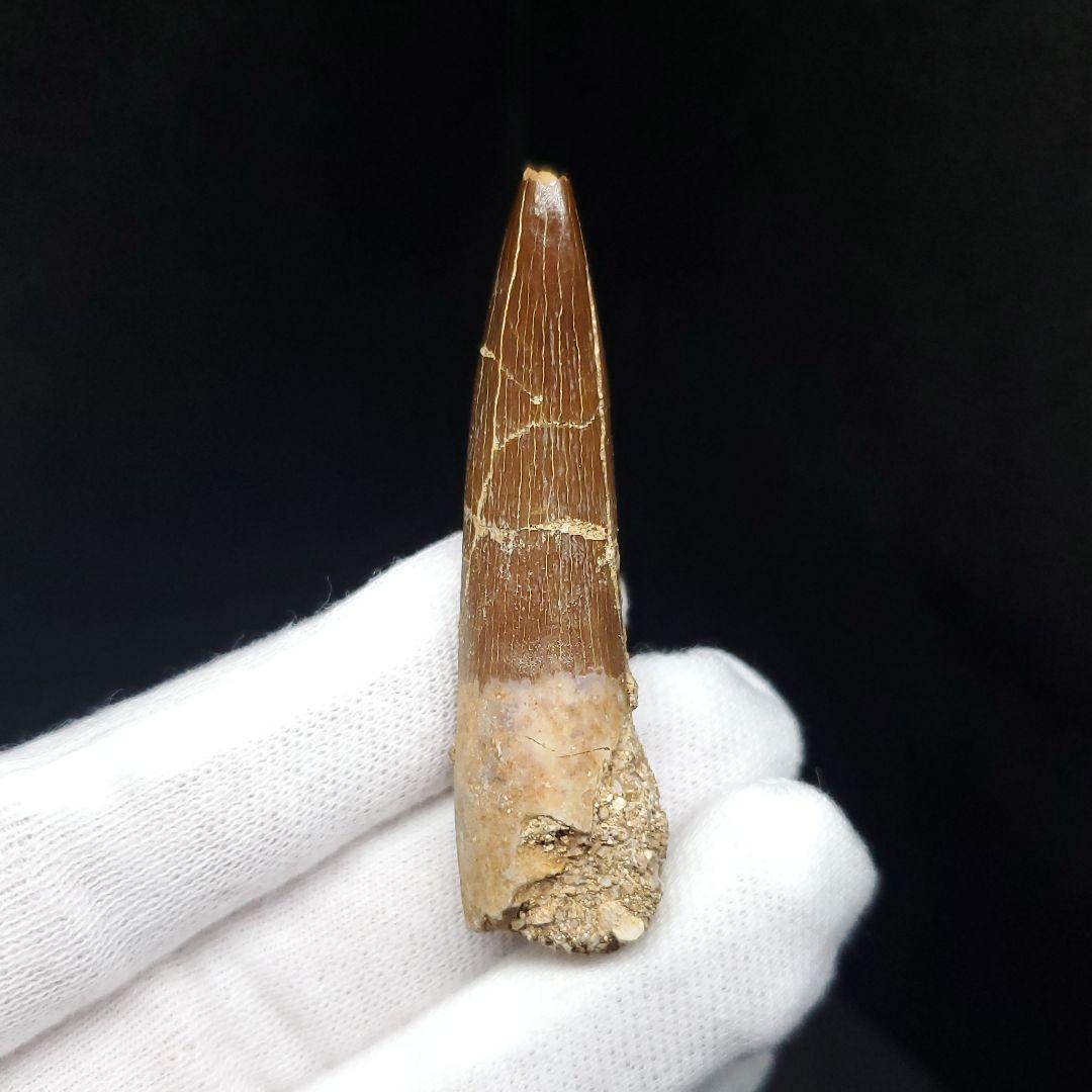 プレシオサウルス 化石 歯 本物 モロッコ産 51mm ケース付 pr110