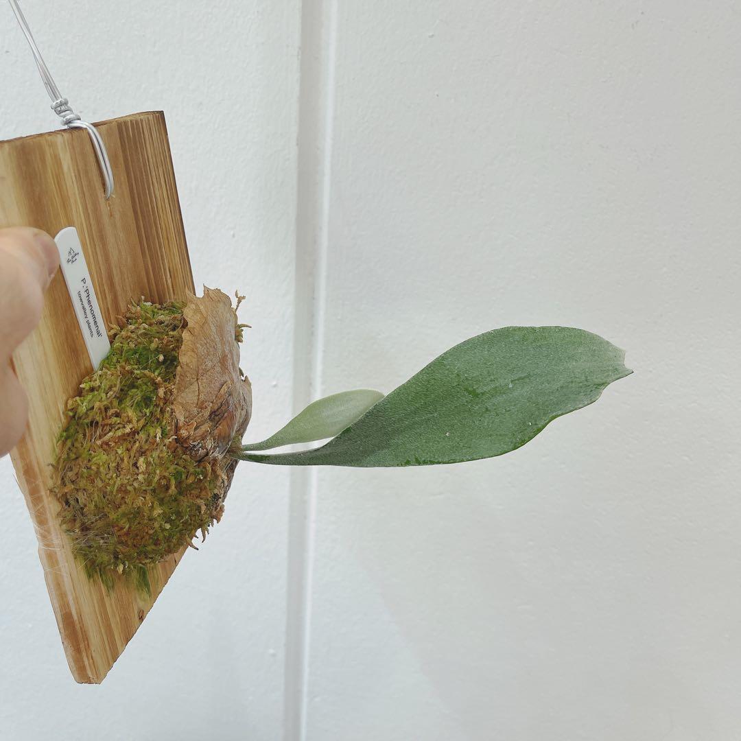 ビカクシダ　コウモリラン フェノメナル　子株　バンダカさん株