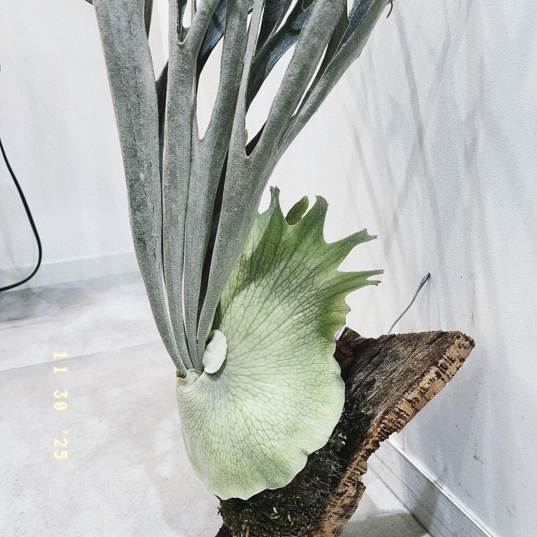 ビカクシダ　コウモリラン フェノメナル　子株　バンダカさん株