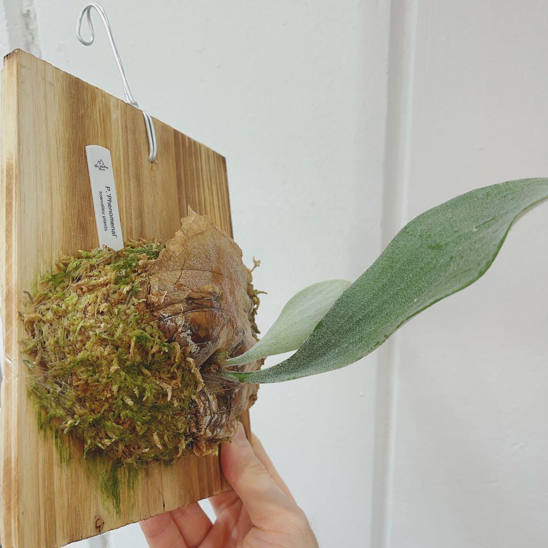 ビカクシダ　コウモリラン フェノメナル　子株　バンダカさん株