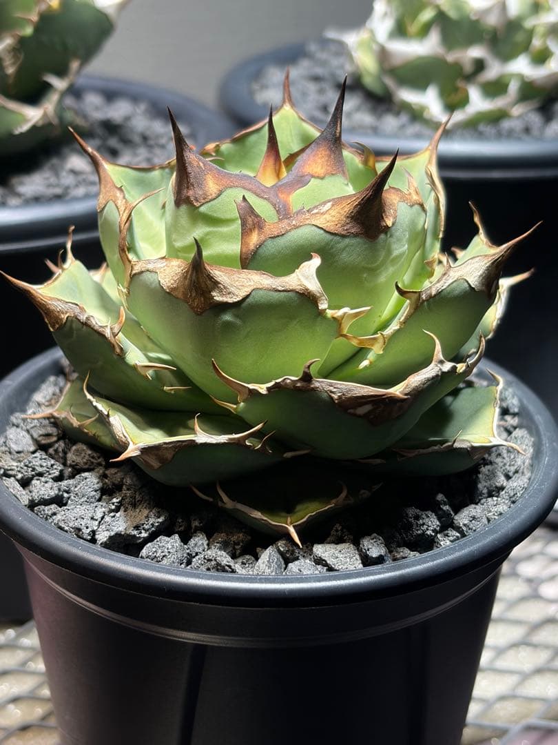 アガベチタノタ　イーグルクラウン