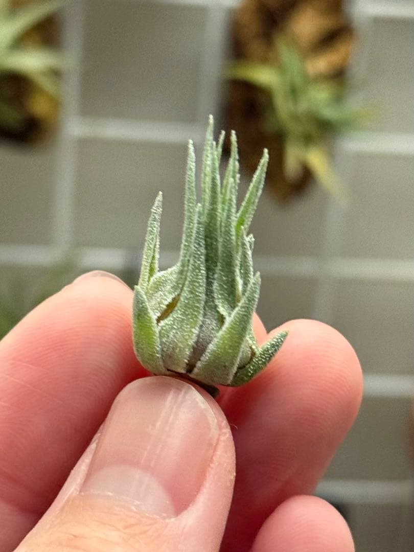 ブロメリア・エアープランツ Tillandsia sprengeliana coastal form