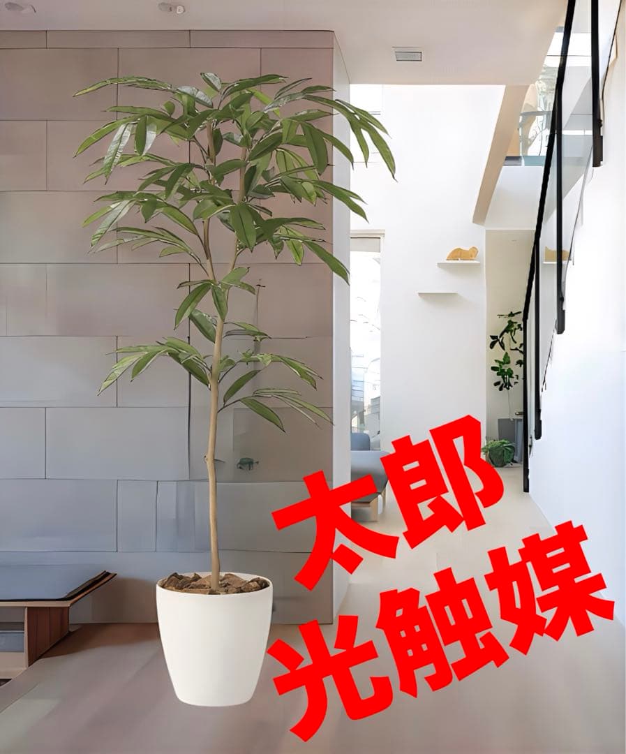 光触媒　人工観葉植物　ウォールグリーン　フェイクグリーン　アムステルラバー