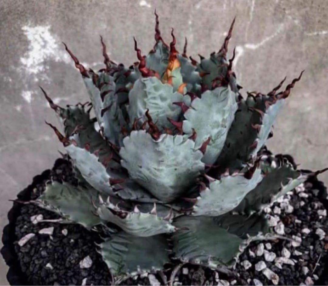 専用　アガベ　ハイブリッド　甲蟹×屈原の舞扇　特特選タイプ 曲棘　連棘　親株直子