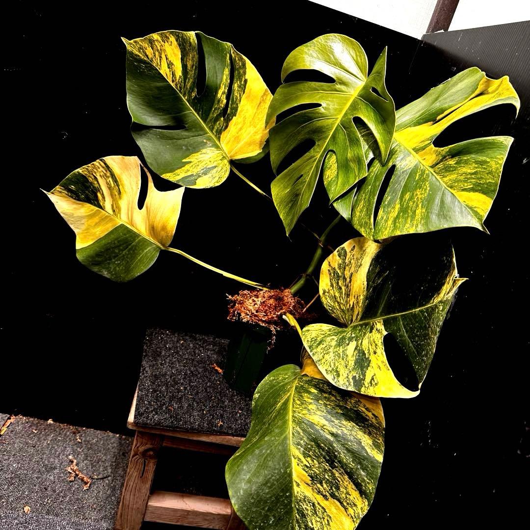 百*式様 斑入りモンステラボルシギアナオーレア黄斑50㎝鉢植え/検索→イエローマ