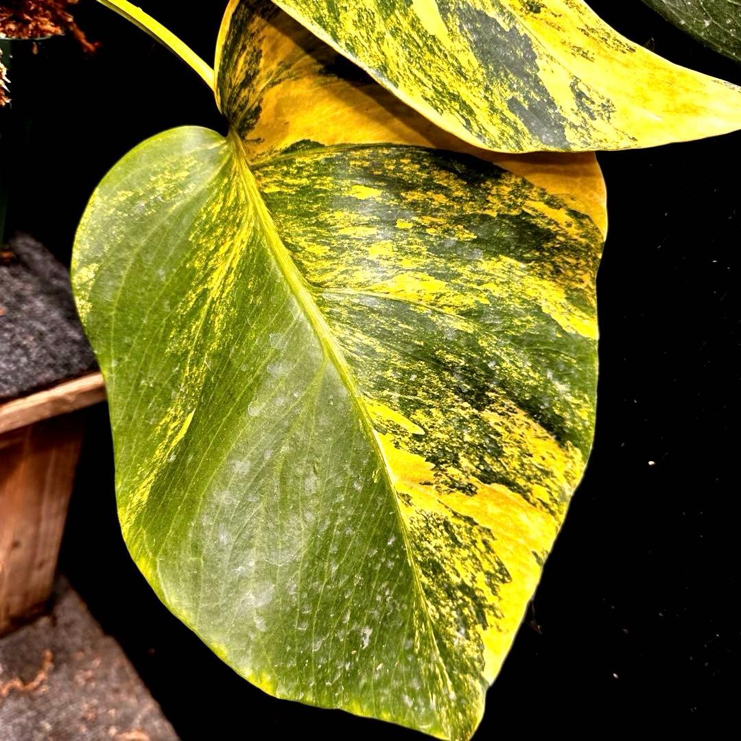 百*式様 斑入りモンステラボルシギアナオーレア黄斑50㎝鉢植え/検索→イエローマ
