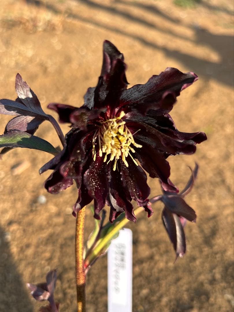 クリスマスローズ開花株『ブラックマジック』