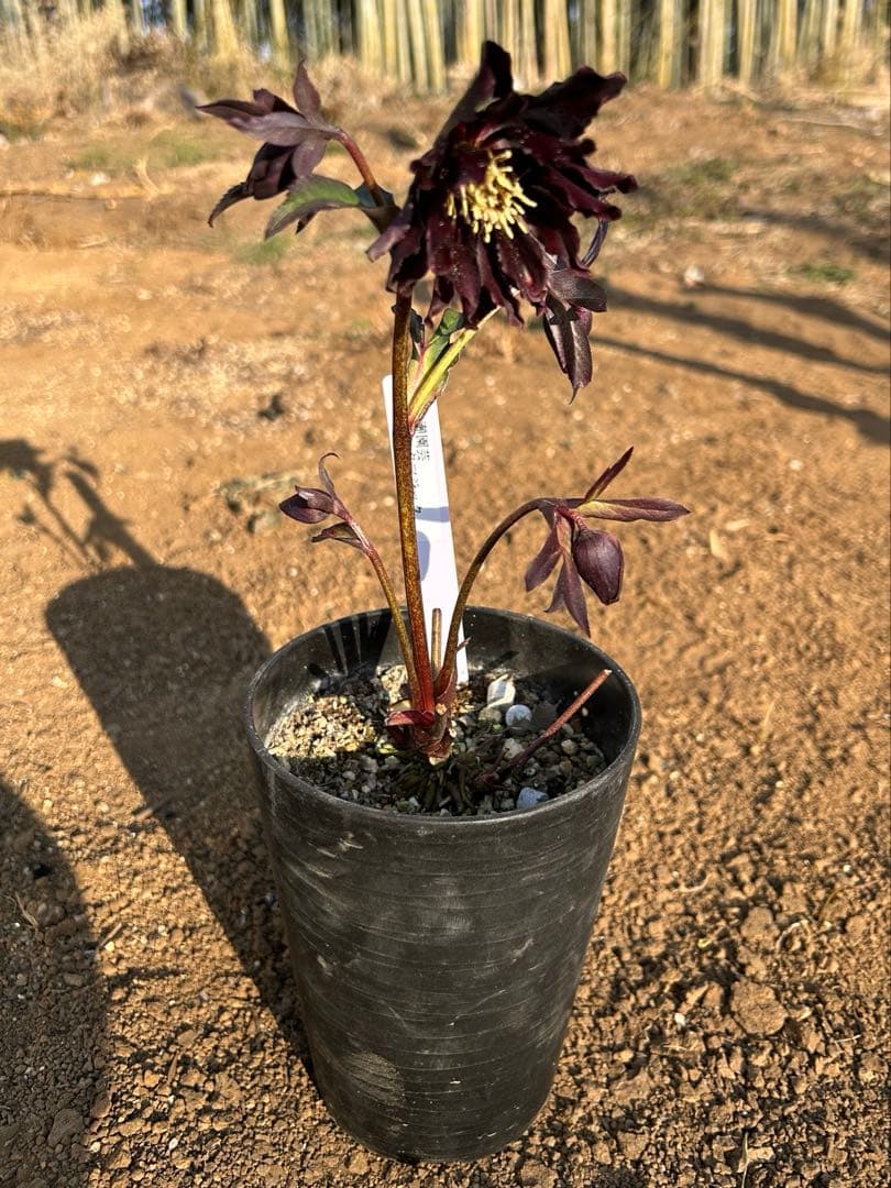 クリスマスローズ開花株『ブラックマジック』