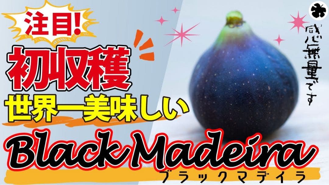 イチジクの良苗。Black Madeira
