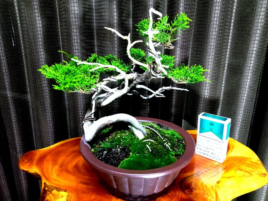 【山採り 糸魚川真柏盆栽】　　　　　　　　　⭕9枚目完成❗培養中…