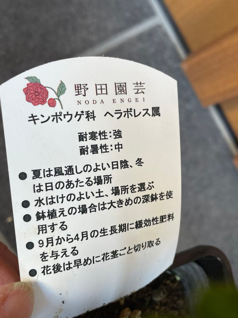 【花苗】野田園芸　クリスマスローズ　多弁ダブル