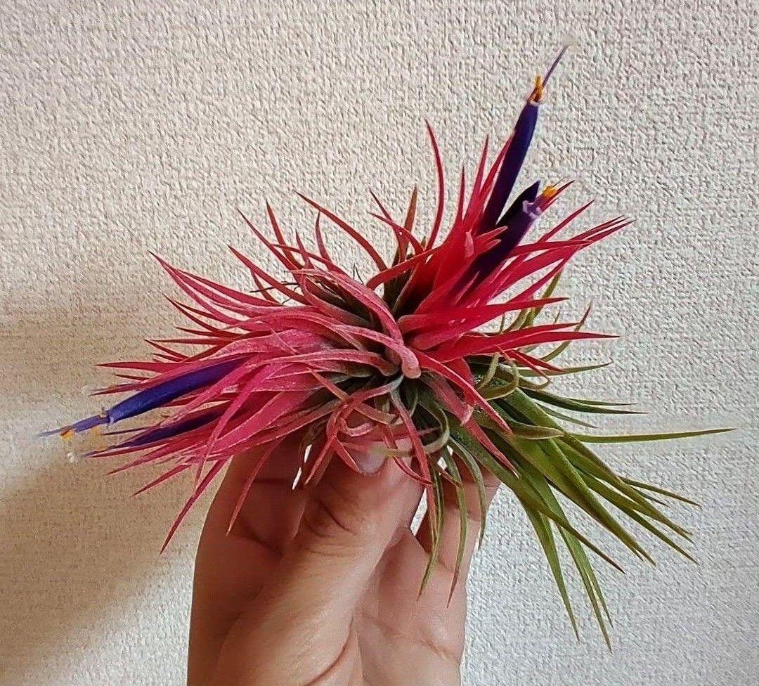 T. ionantha tall velvet 石化 綴化